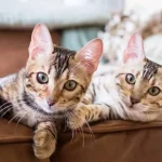 آیا گربه‌ها قلمرو طلب هستند
