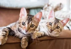آیا گربه‌ها قلمرو طلب هستند