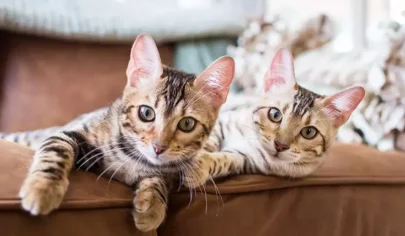 آیا گربه‌ها قلمرو طلب هستند