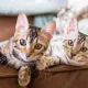 آیا گربه‌ها قلمرو طلب هستند