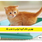 بهترین خاک گربه ایرانی با جذب بالا
