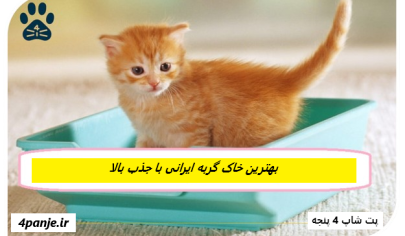 بهترین خاک گربه ایرانی با جذب بالا