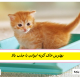 بهترین خاک گربه ایرانی با جذب بالا