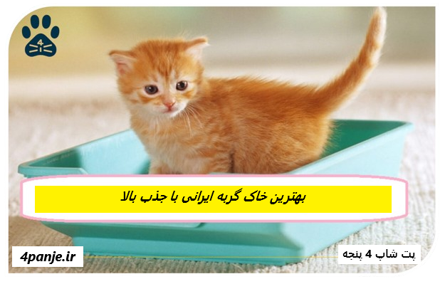 بهترین خاک گربه ایرانی با جذب بالا