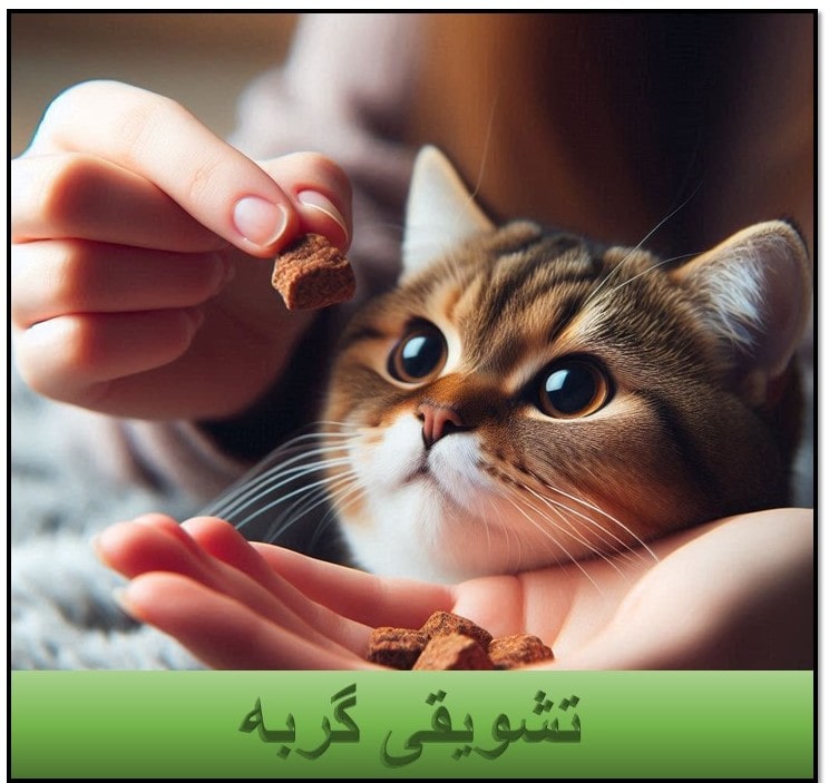 تشویقی گربه