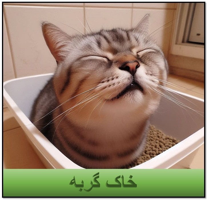 خاک گربه