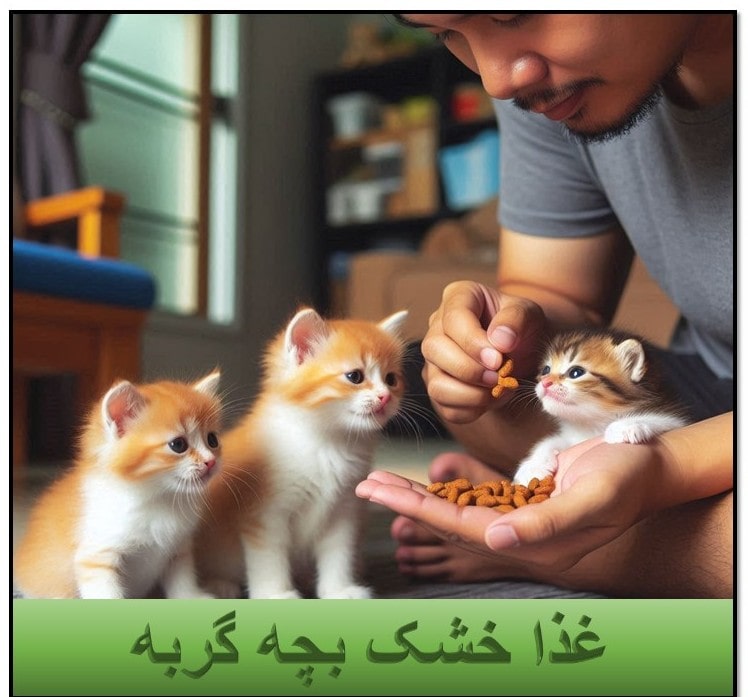 غذا خشک بچه گربه