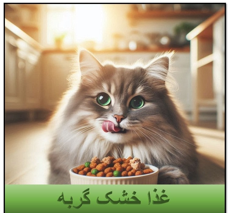 غذا خشک گربه