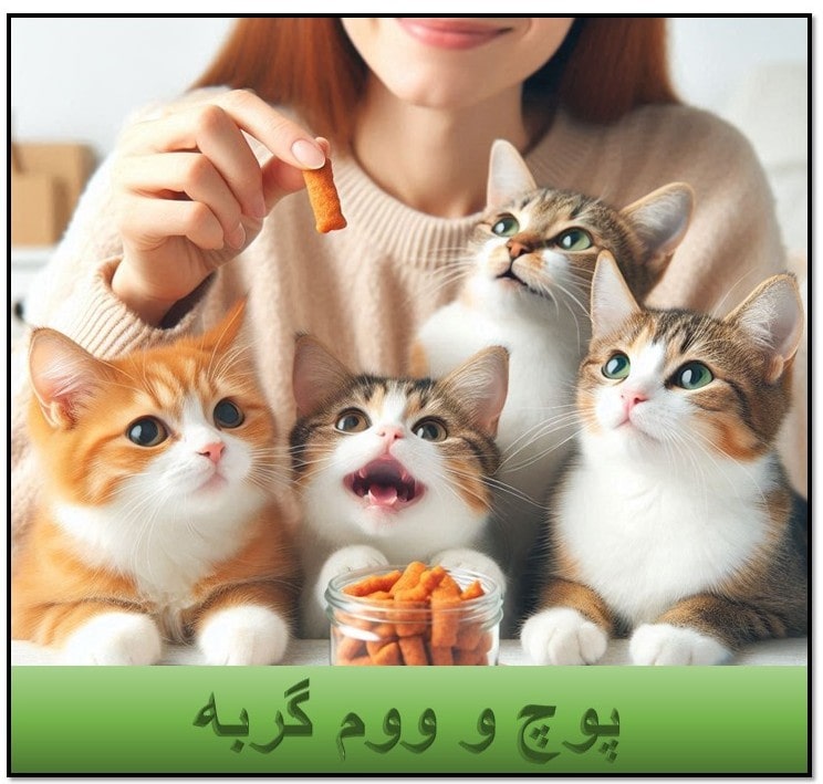 پوچ و ووم گربه
